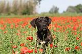 CANE CORSO 009